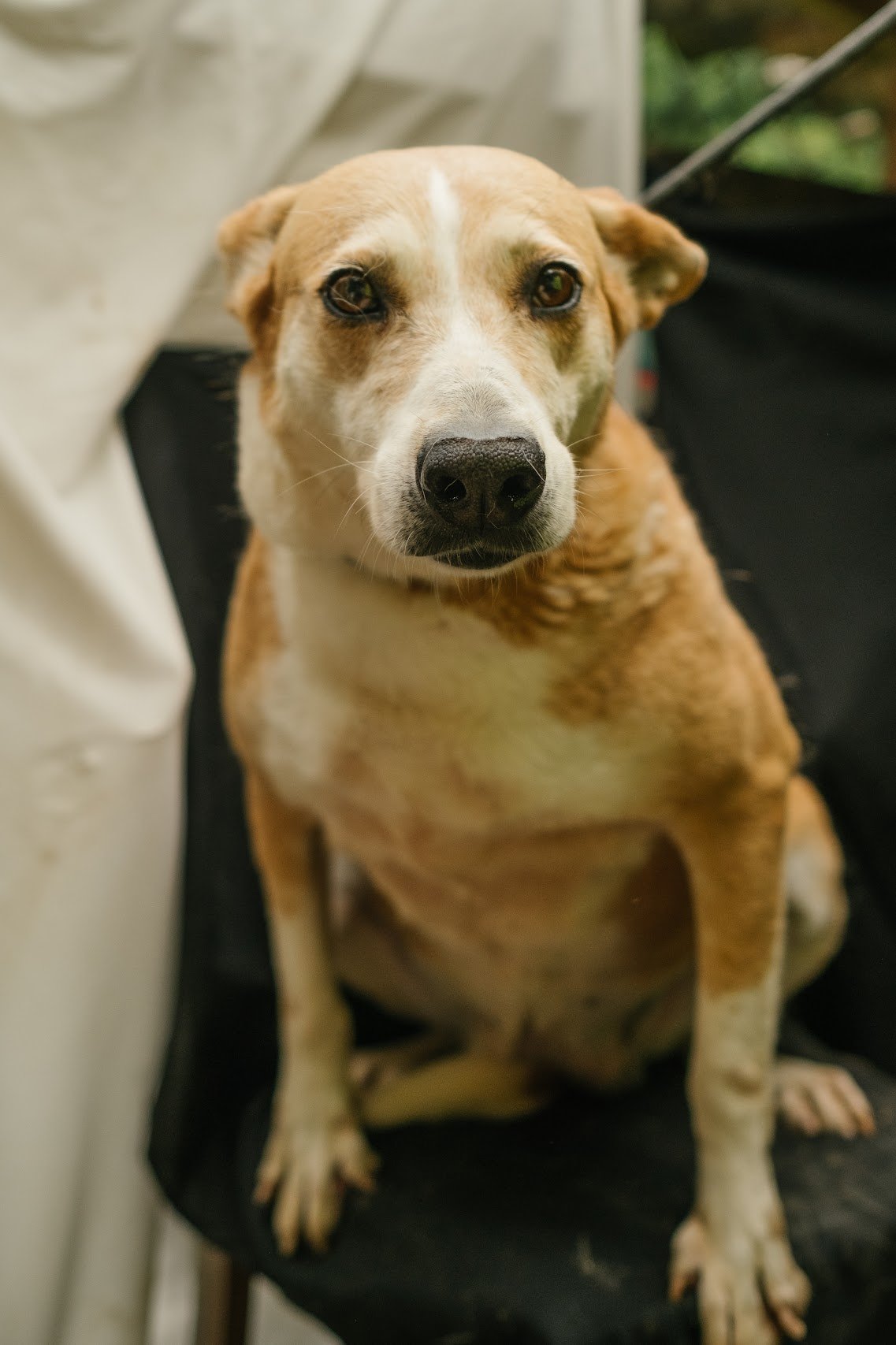 Fiona
